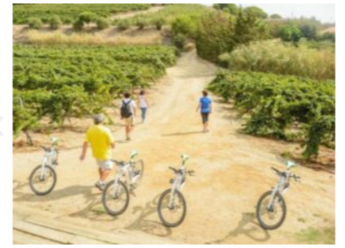 Visita a Bodega en bicicleta y cata de Vino ameniz... Visita a Bodega en bicicleta y cata de Vino ameniz...